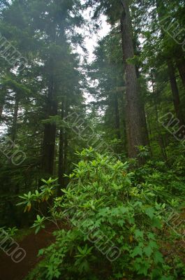 Pacific Northwest Rainforest