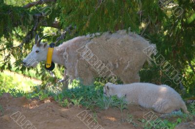 mountain goats