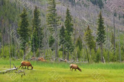Deer