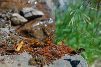 Butterflies in the mountains