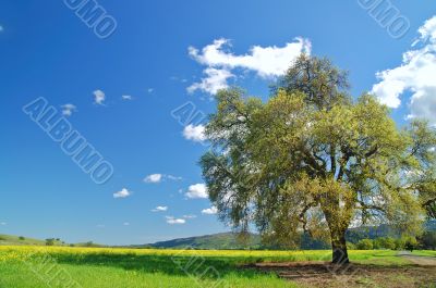 rural spring countryside