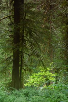 Pacific Northwest Forest
