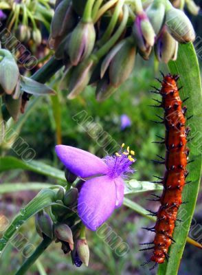 Spiderwort