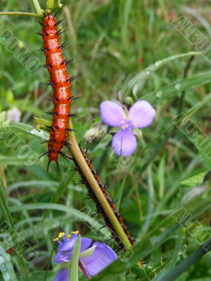 Caterpillar
