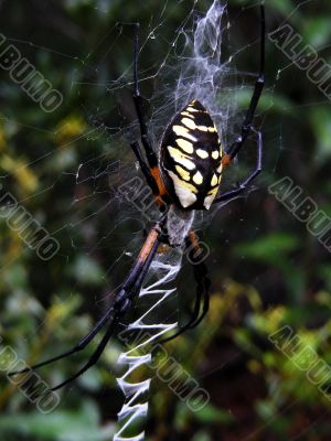 orbweaver