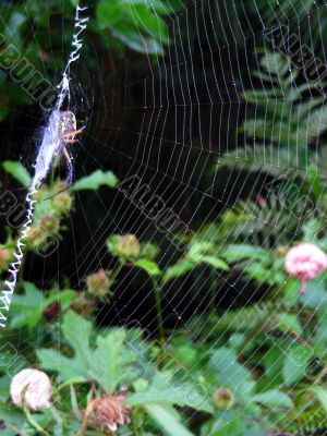 Spider Web