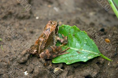 Frog_on_leaf