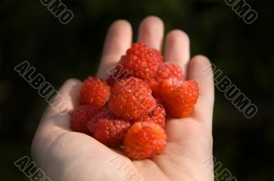 Hand_holding_raspberry