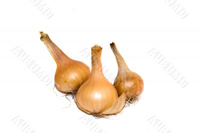 Onion_1