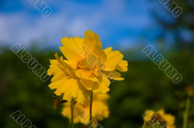 Yellow_flower_under_sky