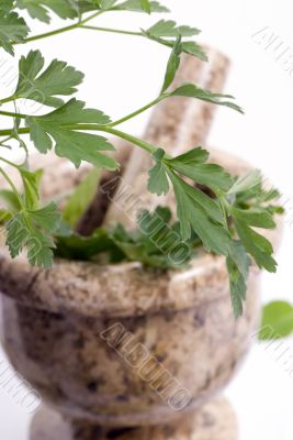 Herbs 010