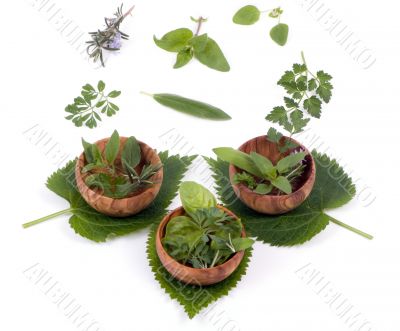 Herbs 009