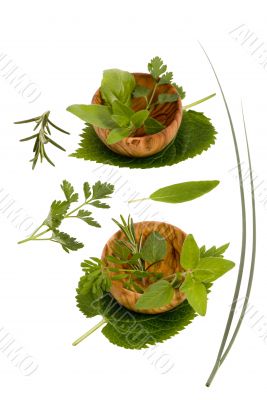 Herbs 006