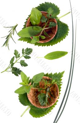 Herbs 003