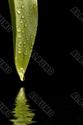 Dewy Leaf 1