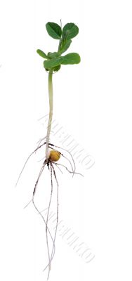 New Growth