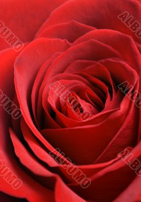 Red Rose Macro