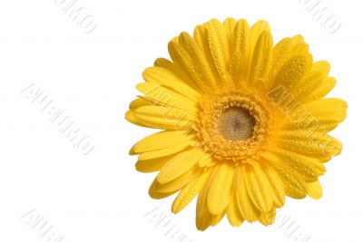 Yellow flower