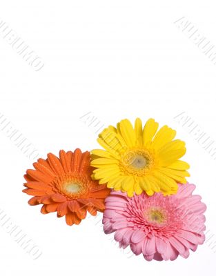 Three Flowers Isolated