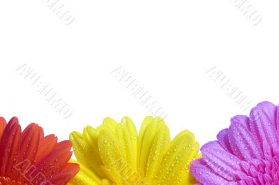 Three Flowers Background