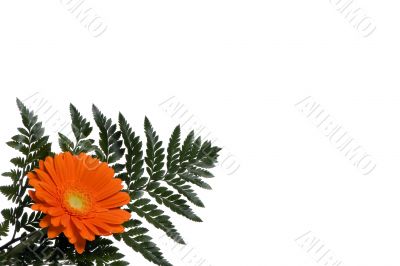 Flowers 5
