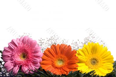 Flowers 1