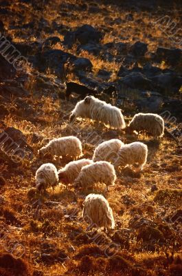 Flock of sheep