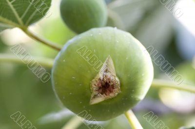 fig fruit