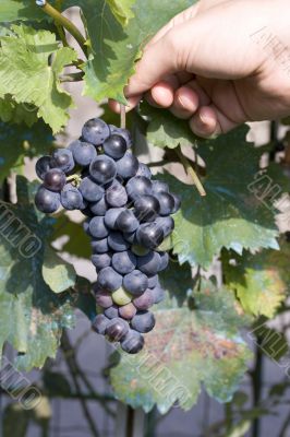 picking red grapes