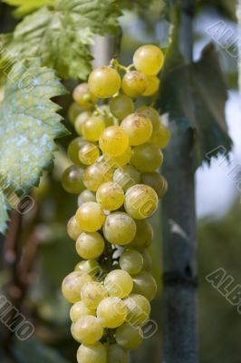 white wine grapes