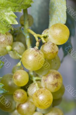 white grapes