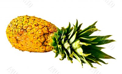 Isolated Pineapple