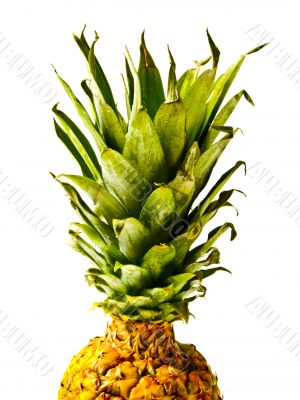 Isolated Pineapple Top
