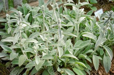 Green Plants