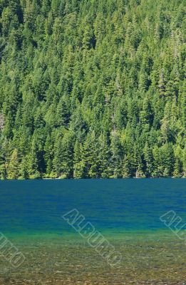 Forest and lake