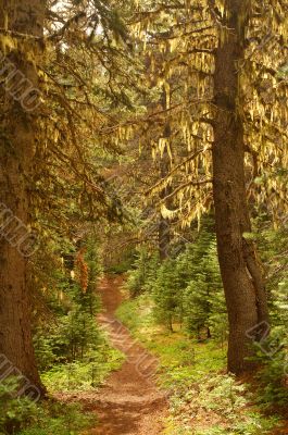 Pacific Northwest Forest