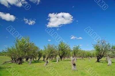 rural spring countryside