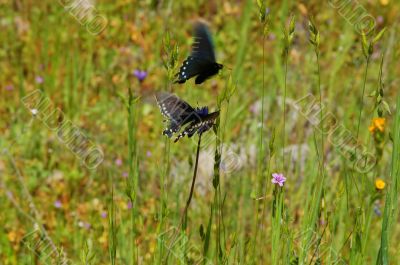 Butterflies in a meadow