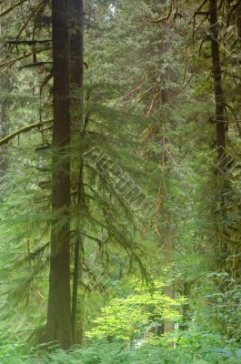Pacific Northwest Forest