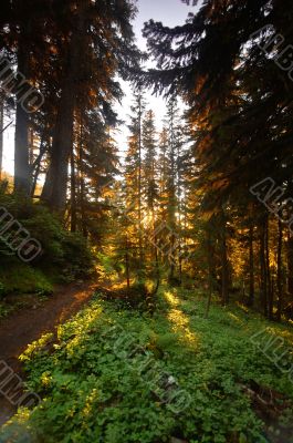 Pacific Northwest Forest