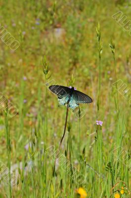Butterfly in a meadow