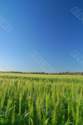 rural spring countryside