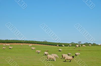 Rural Pasture