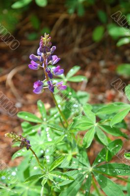 Plants on the forest floor