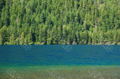 Forest and lake