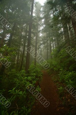 Pacific Northwest Forest