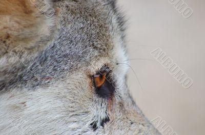 Rocky mountain Grey Wolf