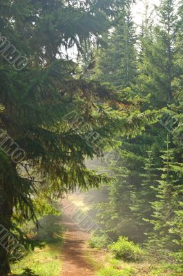 Pacific Northwest Forest
