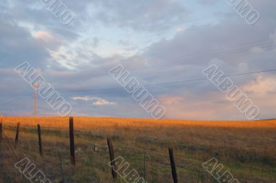 afternoon field