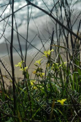 Coastal Views